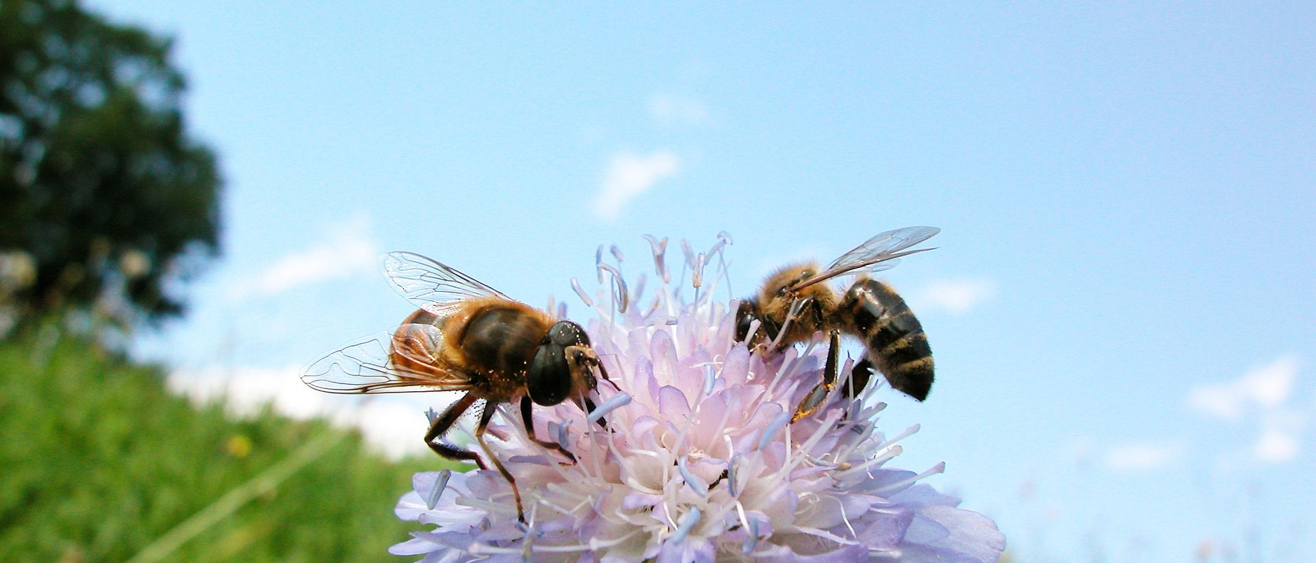 Kun ostaa kotimaista hunajaa, tukee samalla paikallista pölyttämistä ja luonnon monimuotoisuutta. Nykyään kotimaisten tuottajien hunajaa voi tilata myös verkosta suoraan kotiovelle.
