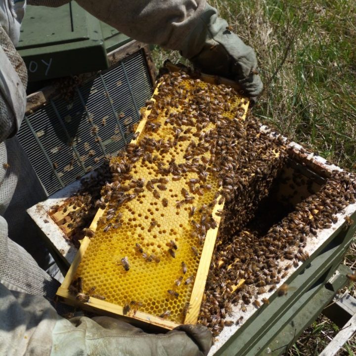 Mehiläispesien myynti